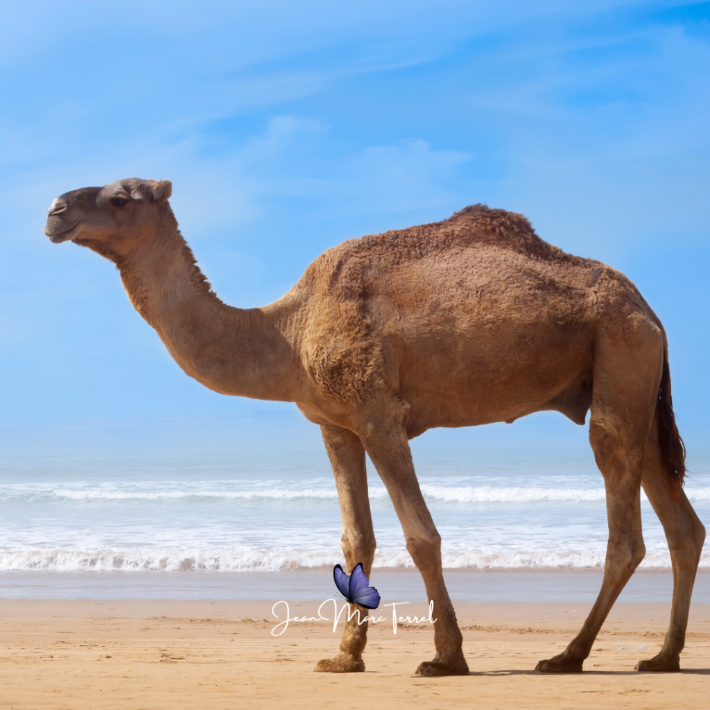 Méditation pleine conscience Essaouira